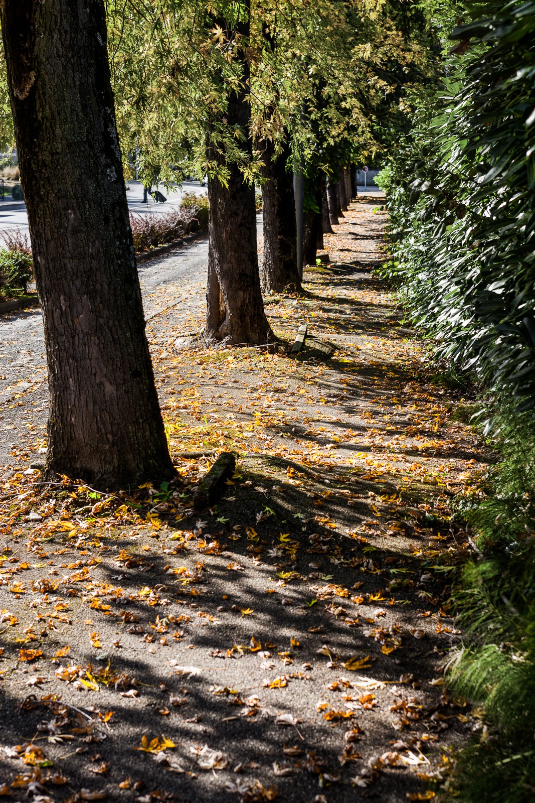 Automne